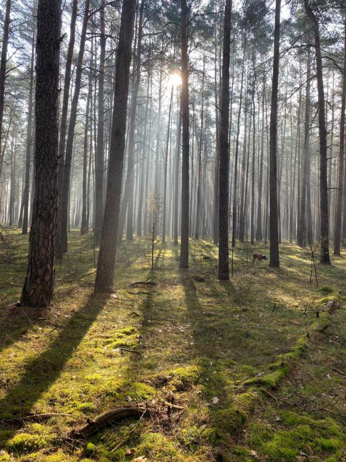 Ferienhaus Im Wald Borkwalde المظهر الخارجي الصورة
